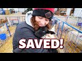 I SAVED A LAMB!!❤️ VLOGMAS 2020: Vlog 389