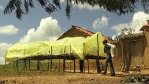 Aflatoxin in groundnuts (Summary)