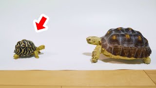 亀のフィギュア mqdefault.jpg