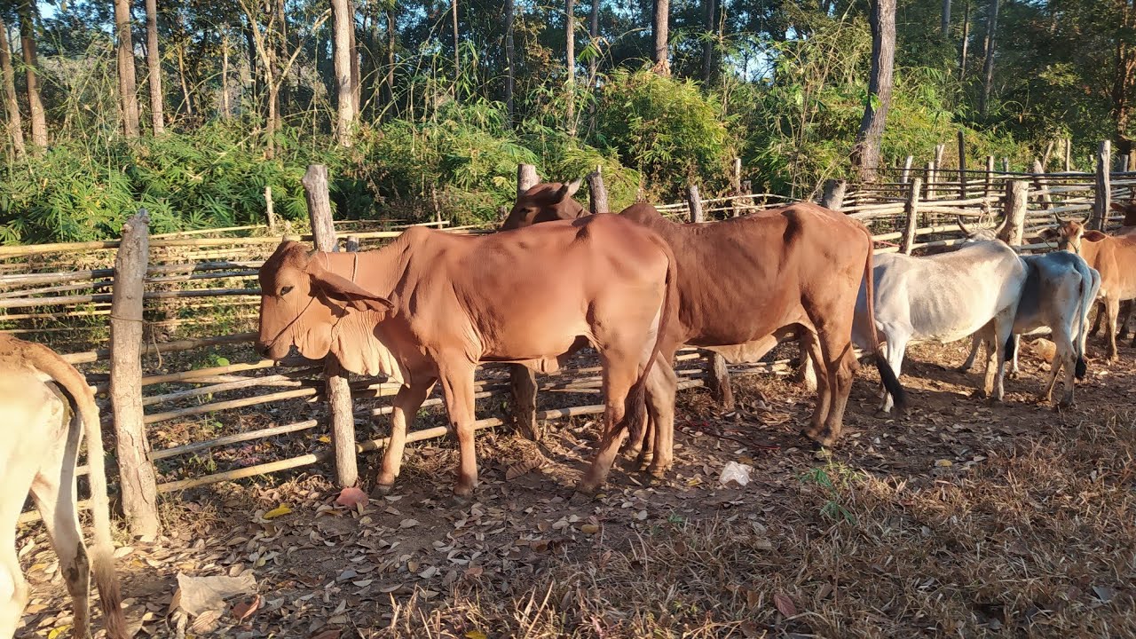 Рынок местного крупного рогатого скота, вероятно, еще некоторое время останется спокойным. Заказы...