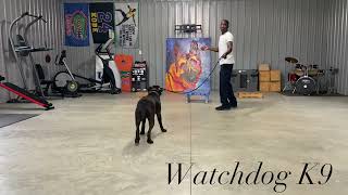 Dog Training E collar conditioning & (Teaching “Place”) using e collar. Full Training Video