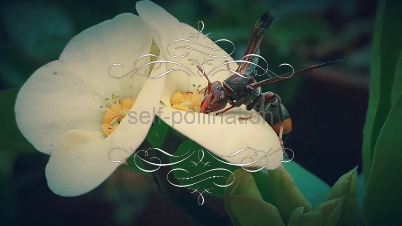 Pollination process | shotononeplus | slow-motion - YouTube