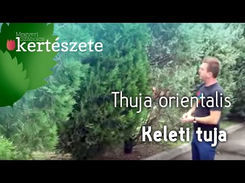 Videó: Életfa - Thuja