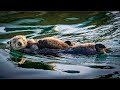 The journey of three sea otter babies to adulthood  our world