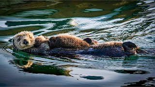 The Journey of Three Sea Otter Babies to Adulthood | Our World