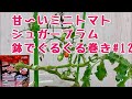 甘〜いミニトマト【シュガープラム】No.12ベランダでも簡単！鉢でぐるぐる仕立て
