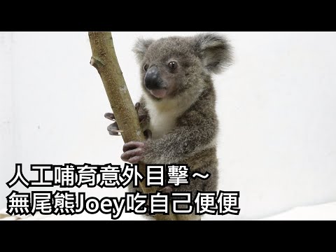 人工哺育意外目擊〜無尾熊Joey吃自己便便