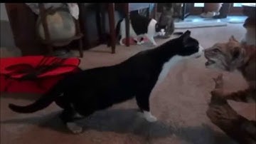 Video Khoảnh khắc hài hước nhất của động vật