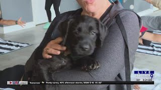 Around Town - Puppy Yoga
