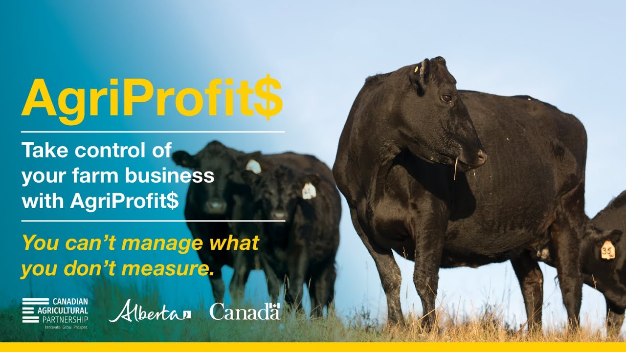 Feeder Cattle Enterprise Youtube