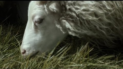 映画『ひつじ村の兄弟』予告編