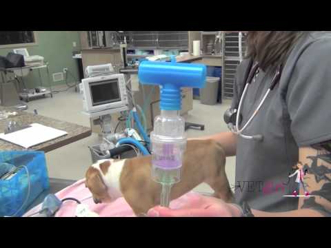 Kennel cough pneumonia in a dog | VETgirl Veterinary CE Videos