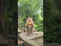 Peaceful Feeding Away from Roads and Temples: Amanda. #virals #monkey #Ambertroop