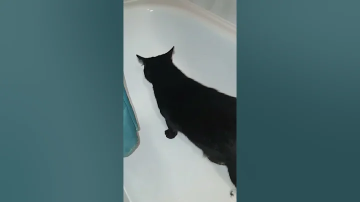 Watch the video about Fancy a bath?😂#cat #cats #cute #kitten #shorts #funny #kitty