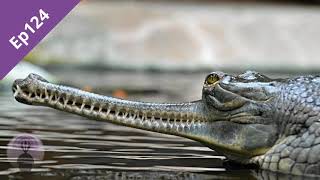 Episode 124: Crocodylomorph disparity
