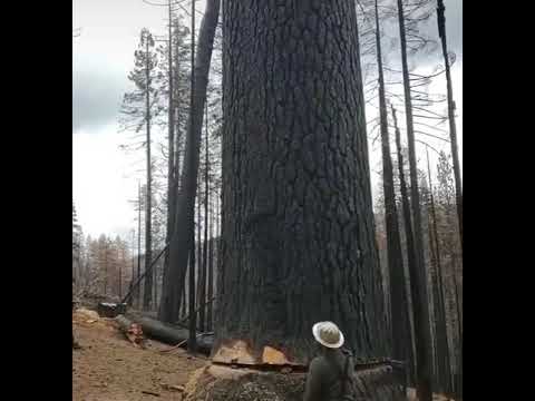Video: Kaliforniya'da okaliptüs ağaçlarını kim dikti?