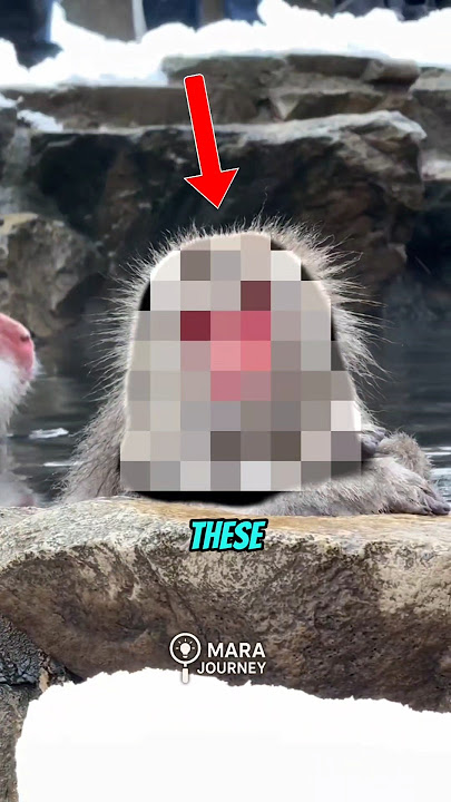 This Onsen in Japan Isn’t for Humans…