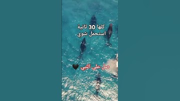 قرآن كريم بصوت الشيخ ماهر المعيقلي #اكسبلور #المصحف #تيك_توك #الرحمن #راحة_نفسية #لايك