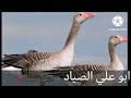 صوت الوز او البط العراقي لا تنسى الشتراك وتفعيل زر لايك ليصلك كل جديد صوت الوز او البط العراقي لا تنسى الشتراك وتفعيل زر لايك ليصلك كل جديد