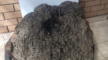 Bob the bee man talks about two interesting hives 🐝