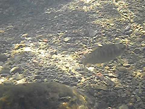 Wild Coho Salmon Juvenile in Grape Creek, Sonoma County, May 2011 watershed