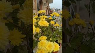 small balcony garden #lifewithgardning #flowers