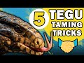 5 Tegu Taming Tricks | OOPS I Lost A Finger!