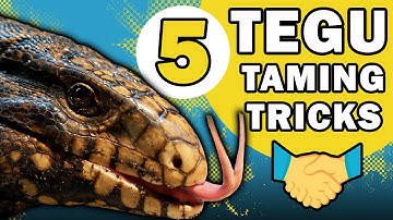 5 Tegu Taming Tricks | OOPS I Lost A Finger!