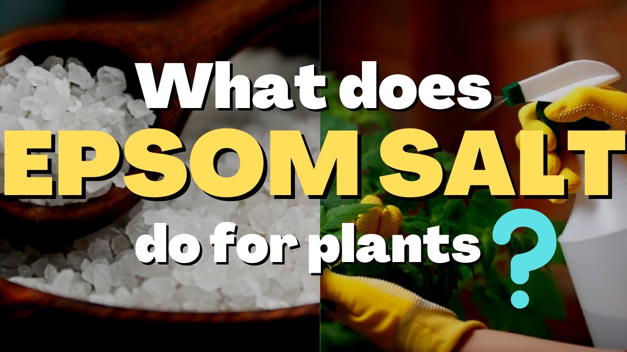 What Can Epsom Salt Do For Plants at Hamish Watkins blog