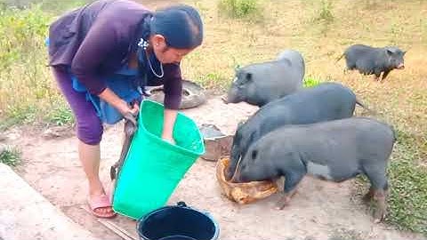 tag ki no ce kuv mu pub npua os