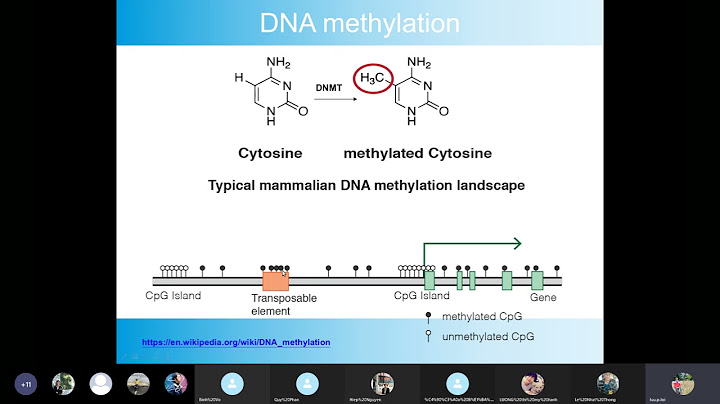 Methyl hóa xử lý dna với bisulfite bằng hóa chất