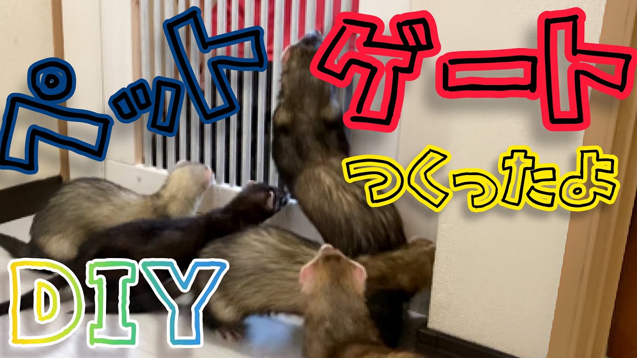ペットゲートDIY♪【フェレット】【多頭飼い】 YouTube