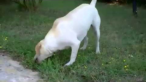 JOEL LAPICQUE   NETAFIM VIDEO CONTEST   FRENCH TOUCH