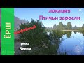 Русская рыбалка 4 - река Белая - Ёрш трофейный за кустиком