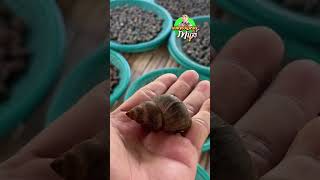 เคล็ดลับวิธีทำหอยขมหลับสนิทก่อนส่ง?  วิธีจำศีลหอยขมง่ายนิดเดียว! ทำยังไงให้หอยขมนิ่งเฉยอยู่ได้นานๆ