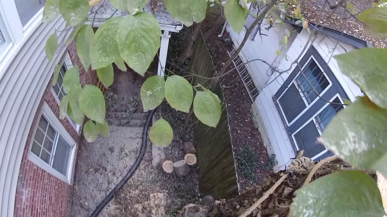 Chunking Down a Cherry Tree in a Tight Spot Part 2 - (2017) - YouTube