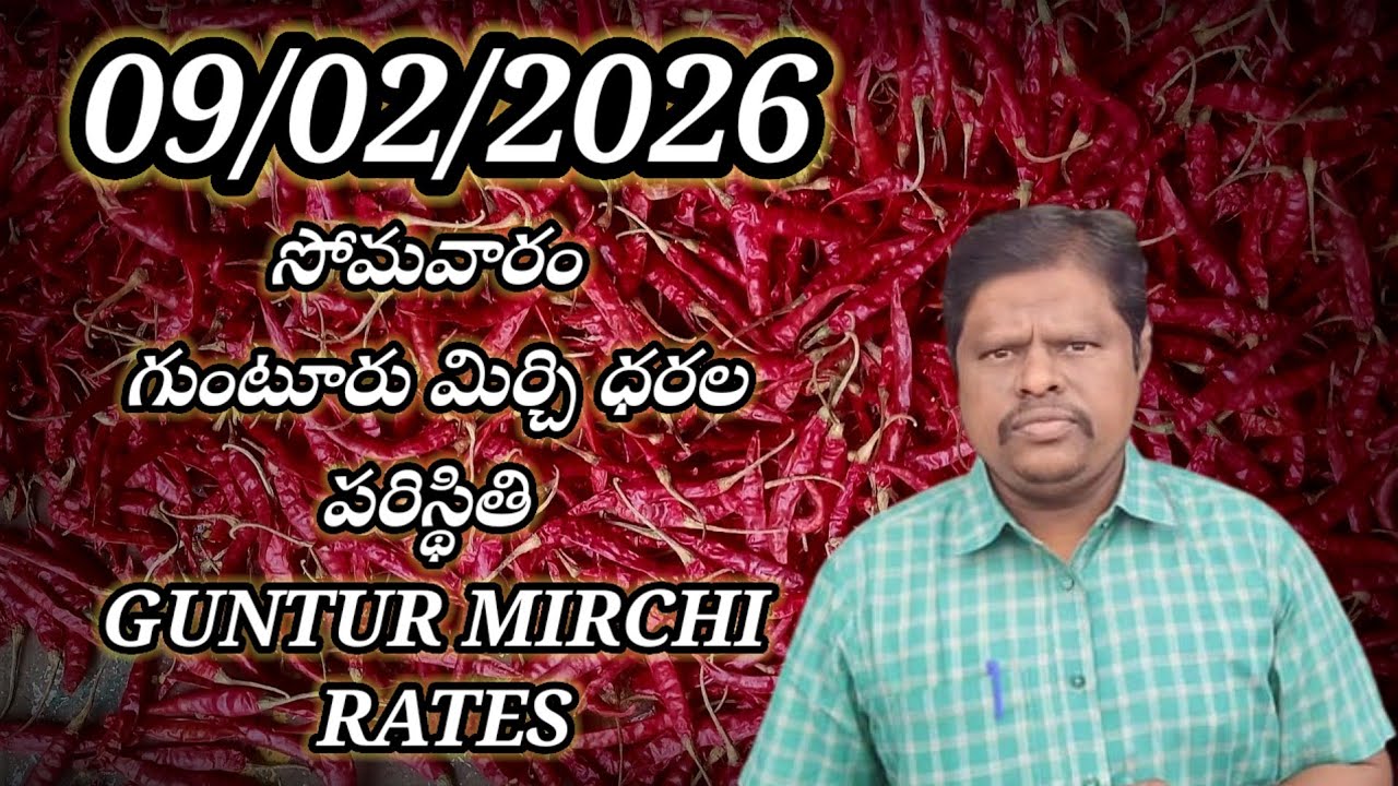 9 February 2026 GUNTUR MIRCHI MARKET RATES గుంటూరు మిర్చి మార్కెట్ ధరలు 