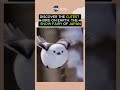 Japanese Snow Fairy Bird ❄️🕊️ | Hokkaido’s Fluffy Wonder