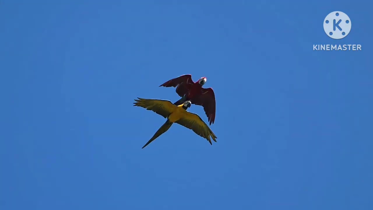 Vol de mes perroquets en Gaspesie 2025