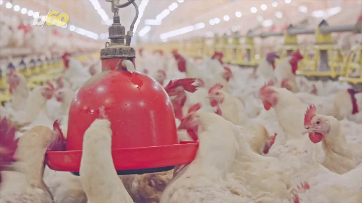 ’Free-Range,’ ‘Cage-Free,’ ‘Pasture-Raised,’ Here’s What Those Confusing Labels Really Mean