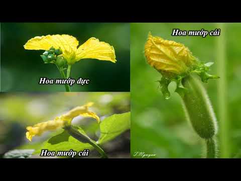 KHỐI 5-Cơ quan sinh sản của TV có hoa