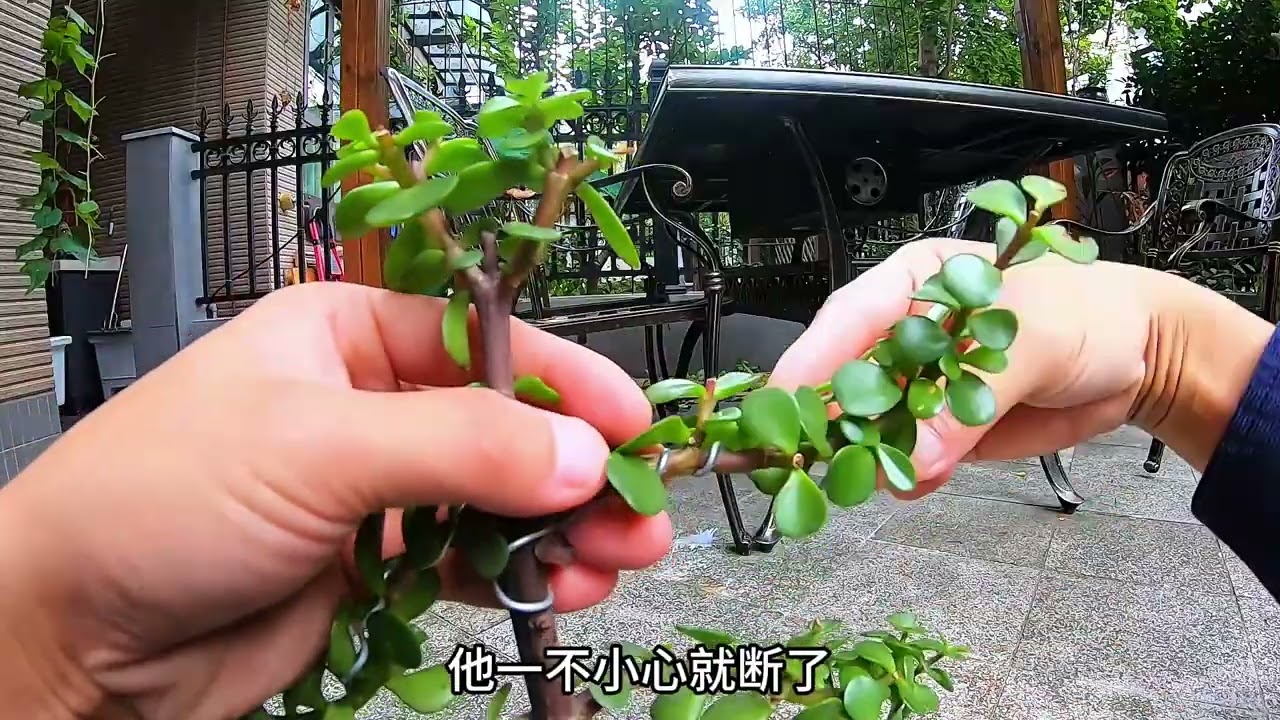 金枝玉叶应该如何造型？新手必看教程 #养花小知识 #金枝玉叶 #金枝玉叶造型 #好喜欢我的家 #多肉植物