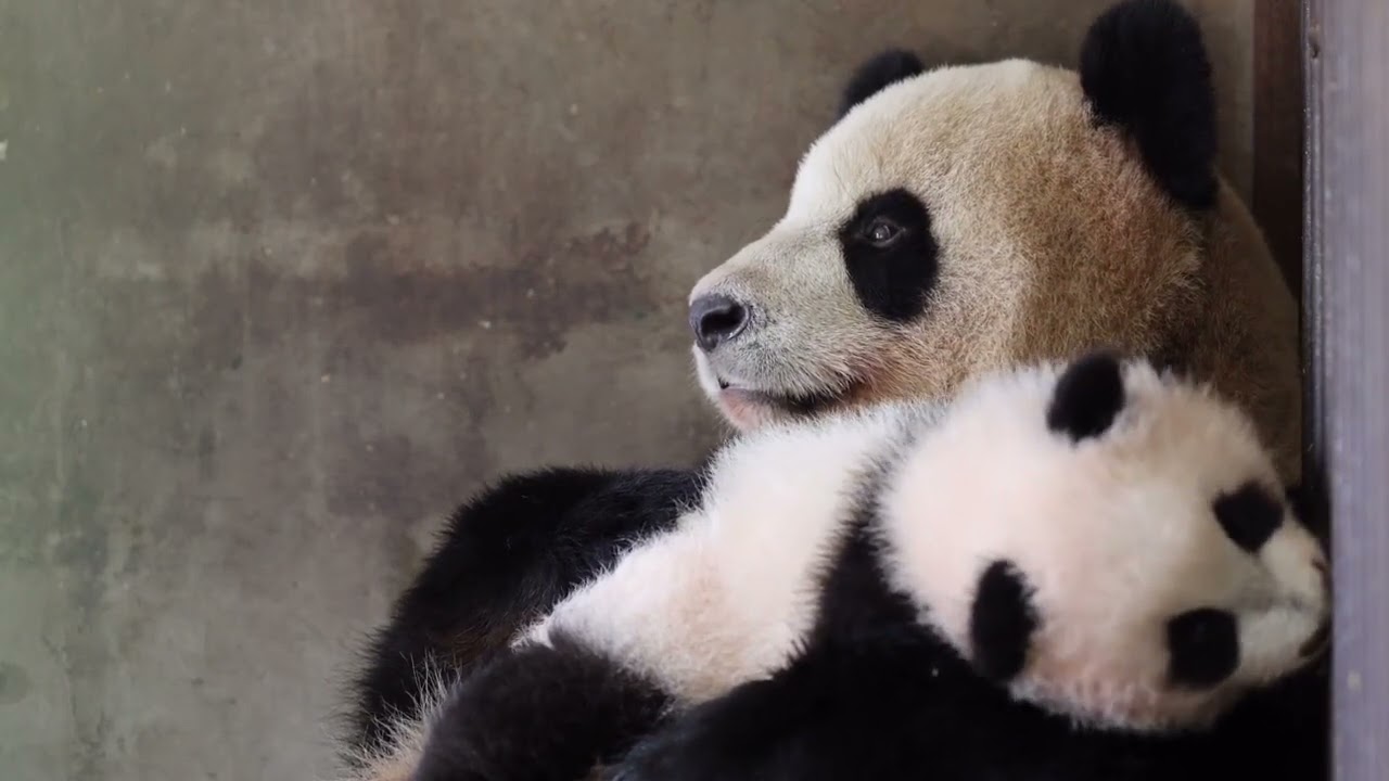 A mother's love is so moving