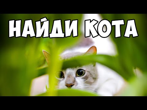 ТЕСТ. Найди КОТА на фото! БУДЬ В КУРСЕ TV