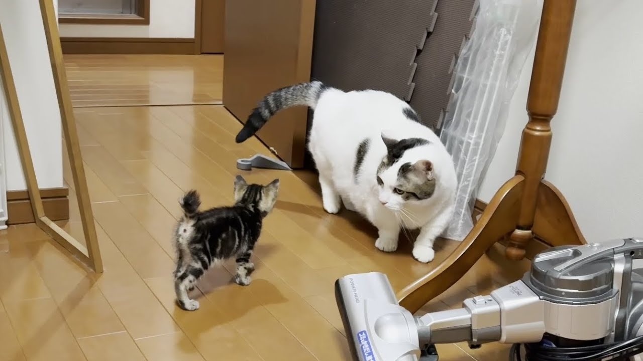 A kind-hearted, chubby cat that backs away from a kitten