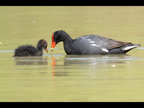 Hawaiian Moorhen /