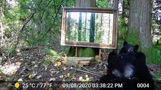 BEARS SEE THEMSELVES IN MIRROR FOR THE FIRST TIME!!!