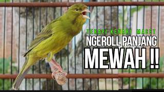 Kenari Gacor Ngeroll Panjang Ampuh Untuk Pancingan U0026 Masteran Kenari Paud Cepat Bunyi 