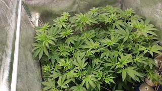 Orange Juice, Sensi 741's, Green Gelato & Royal Gorilla, Update #4