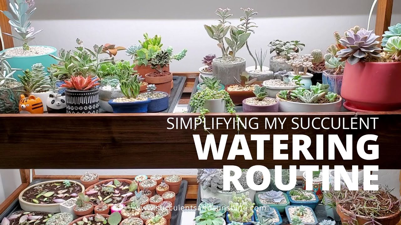 Low maintenance watering routine for succulents